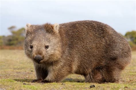 wonbet|Wombat, facts and photos .